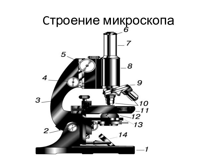 Cтроение микроскопа