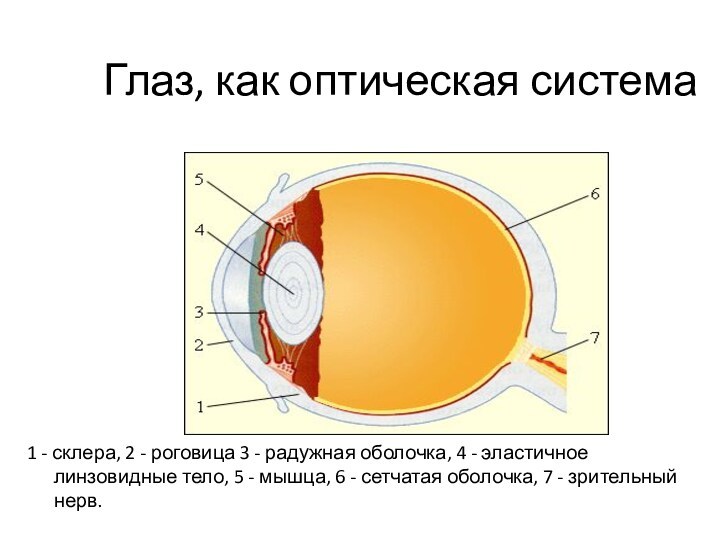 Глаз, как оптическая система		1 - склера, 2 - роговица 3 - радужная оболочка, 4 -