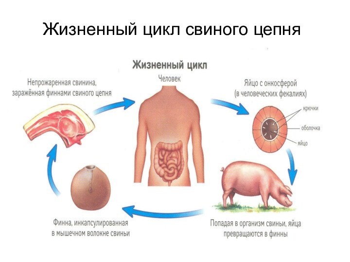 Жизненный цикл свиного цепня