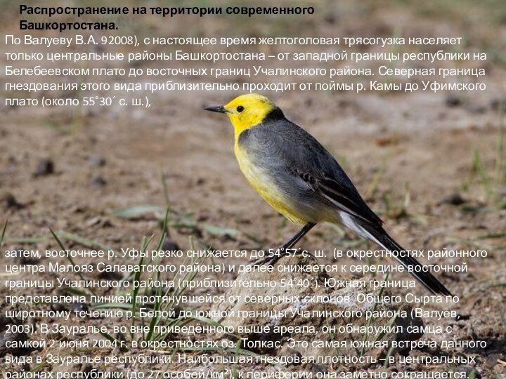 По Валуеву В.А. 92008), с настоящее время желтоголовая трясогузка населяет только центральные районы Башкортостана –