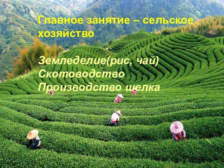 Главное занятие – сельское хозяйство  Земледелие(рис, чай) Скотоводство Производство шелка