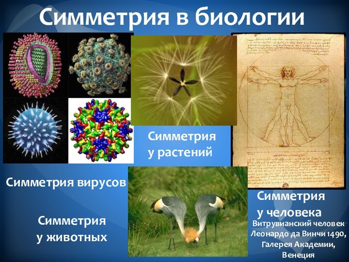Симметрия в биологии Симметрия вирусов Симметрия у растений Симметрия у животных Симметрия  у человека