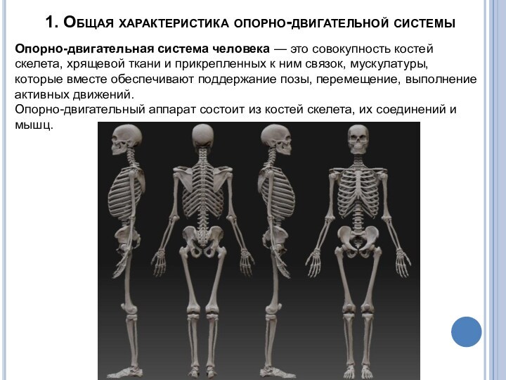 1. Общая характеристика опорно-двигательной системыОпорно-двигательная система человека — это совокупность костей скелета, хрящевой ткани и