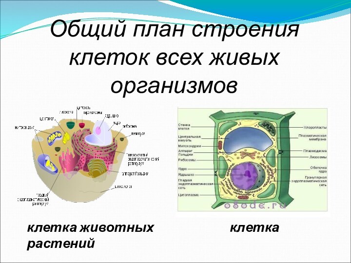Общий план строения клеток всех живых организмовклетка животных       клетка