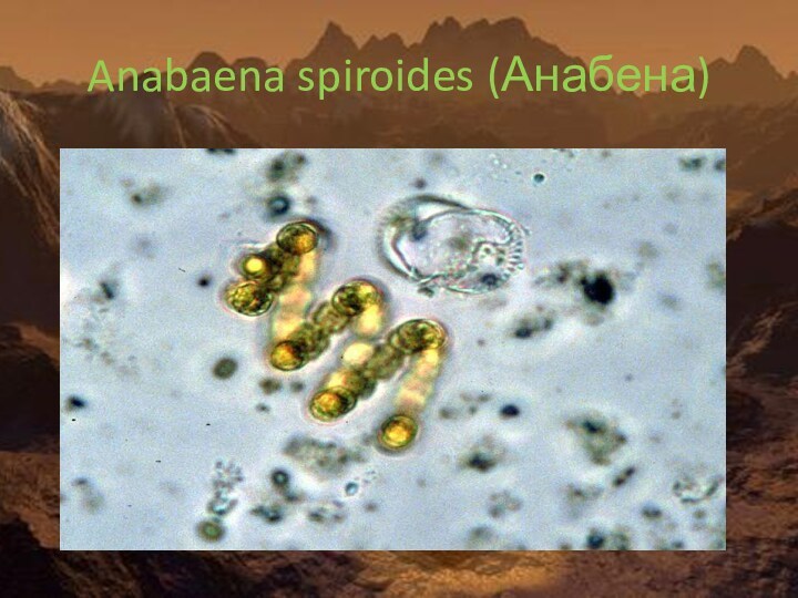 Anabaena spiroides (Анабена)