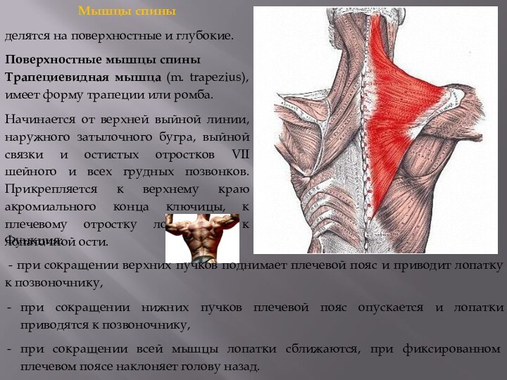 Поверхностные и глубокие мышцы. Мышцы спины поверхностные и глубокие. Верхние пучки трапециевидной мышцы. Прикрепление мышц спины. Трапециевидная мышца спины.