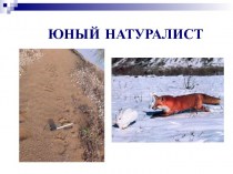 Млекопитающие Башкортостана
