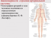 Артериальная система человека