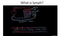 Immunse system and lymphatics