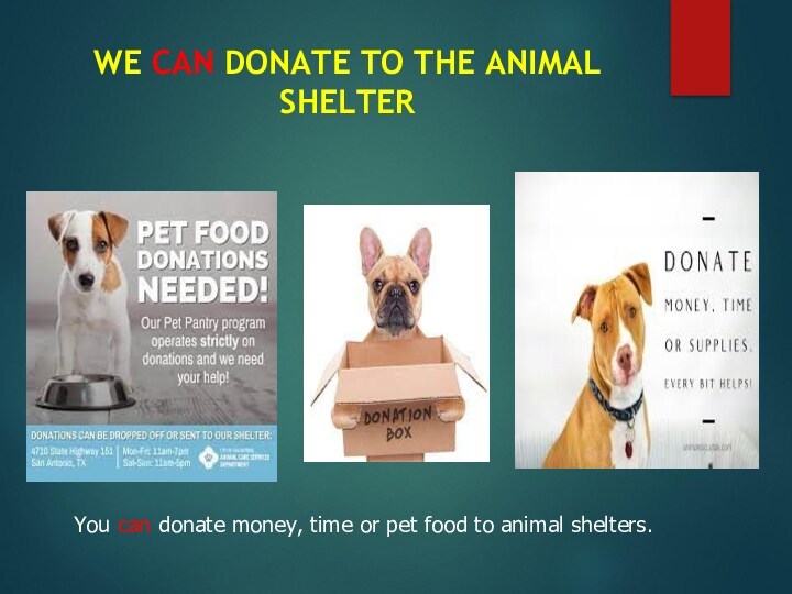 WE CAN DONATE TO THE ANIMAL SHELTERYou can donate money, time or pet food to