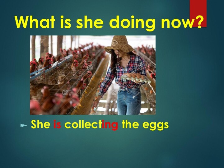 What is she doing now? She is collecting the eggs