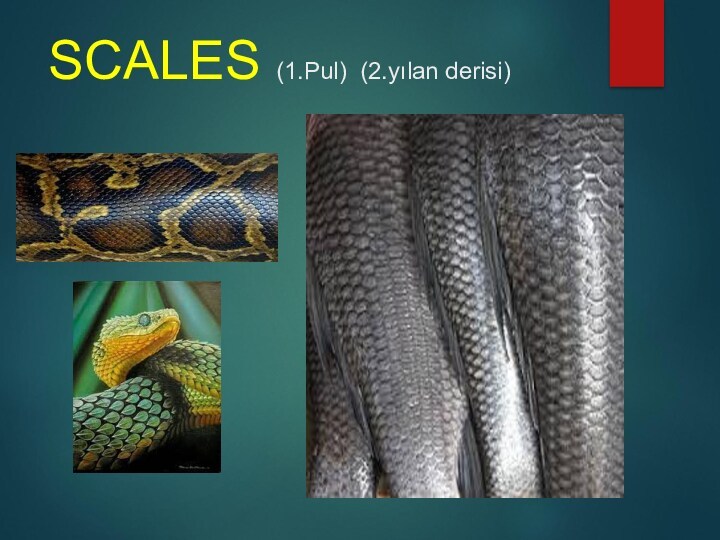 SCALES (1.Pul) (2.yılan derisi)