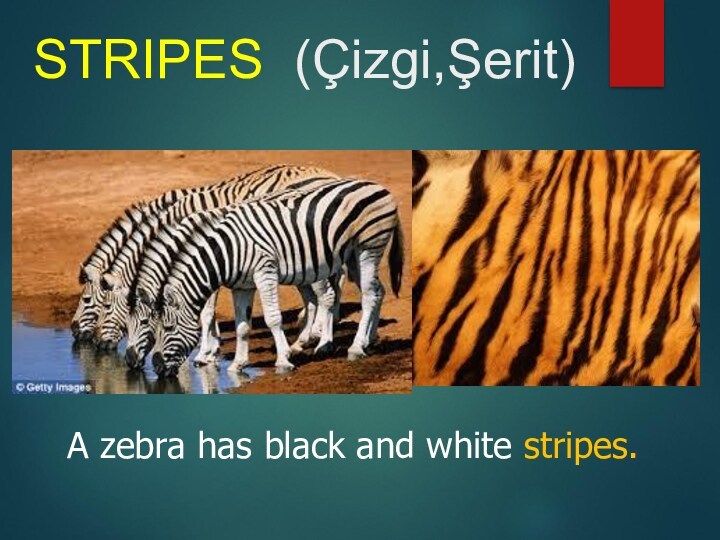 STRIPES (Çizgi,Şerit)A zebra has black and white stripes.