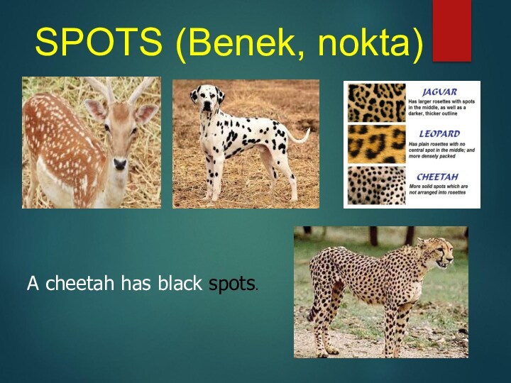 SPOTS (Benek, nokta)A cheetah has black spots.