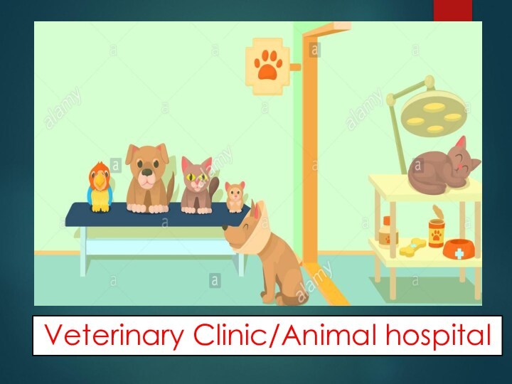 Veterinary Clinic/Animal hospital