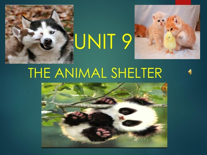 UNIT 9THE ANIMAL SHELTER