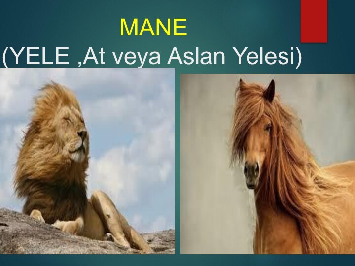 MANE  (YELE ,At veya Aslan Yelesi)