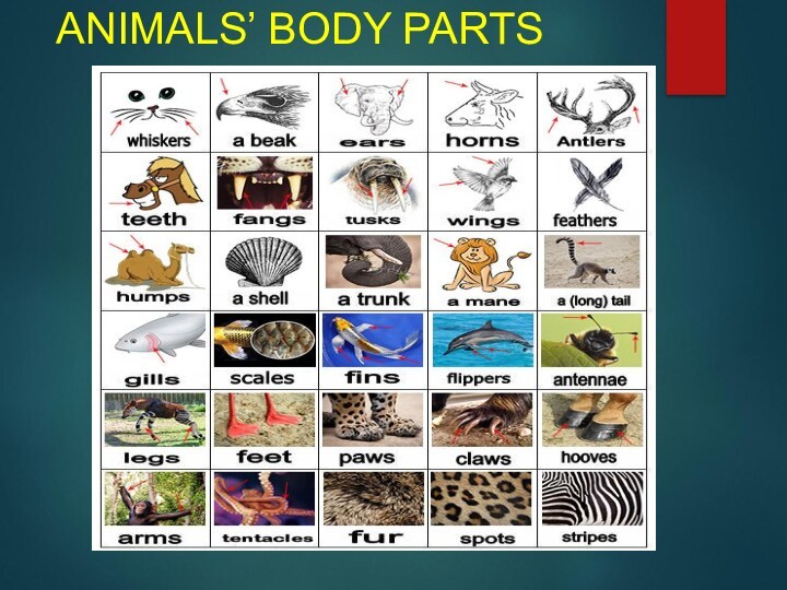 ANIMALS’ BODY PARTS