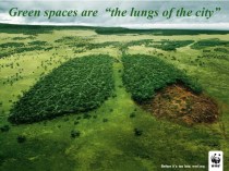 Green spaces are the lungs of the city