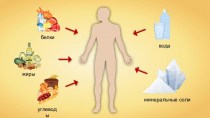 Витамины и их роль в организме человека