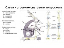 Схема - строение светового микроскопа