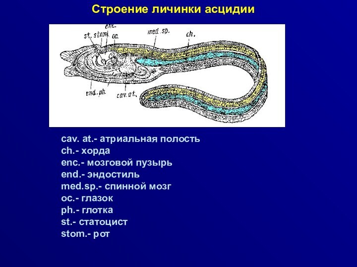 Атриальная полость