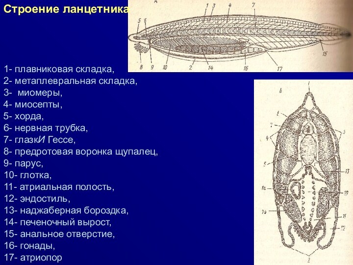 У ланцетника хорда сохраняется в течение. Миомеры ланцетника. Эндостиль ланцетника. Метаплевральная складка у ланцетника. Нервная трубка ланцетника.