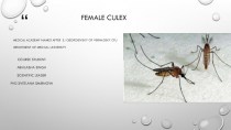 Female culex