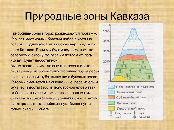 Природные зоны высотные пояса