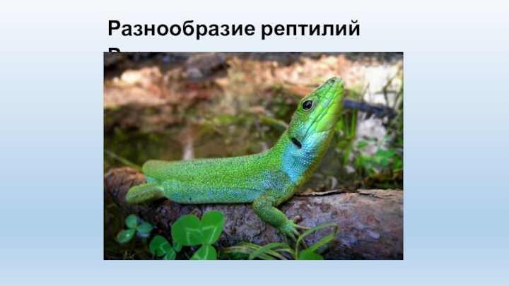 Разнообразие рептилий России