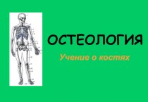 Остеология. Учение о костях