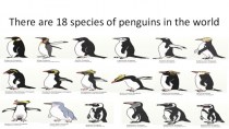 There are 18 species of penguins in the world