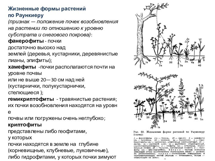 Жизненные формы растений  по Раункиеру(признак — положение почек возобновления на растении по отношению к уровню субстрата и снегового