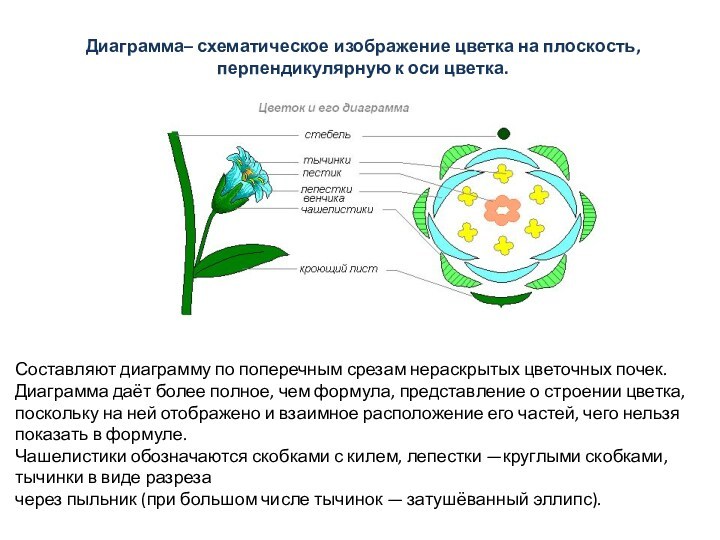 Диаграмма– схематическое изображение цветка на плоскость, перпендикулярную к оси цветка.Составляют диаграмму по поперечным срезам нераскрытых