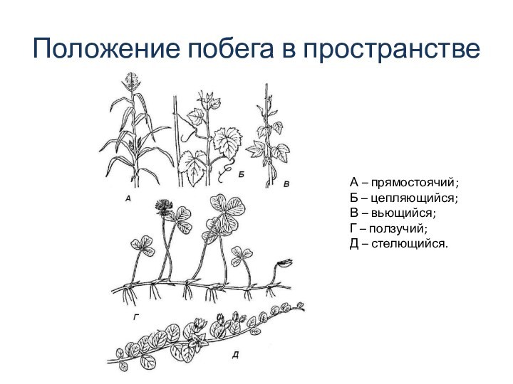 Положение побега в пространствеА – прямостоячий; Б – цепляющийся; В – вьющийся;Г – ползучий; Д