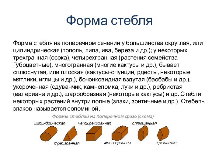 Форма стебляФорма стебля на поперечном сечении у большинства округлая, или цилиндрическая (тополь, липа, ива, береза