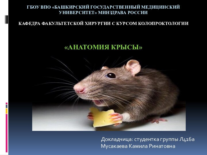 Анатомия крысы