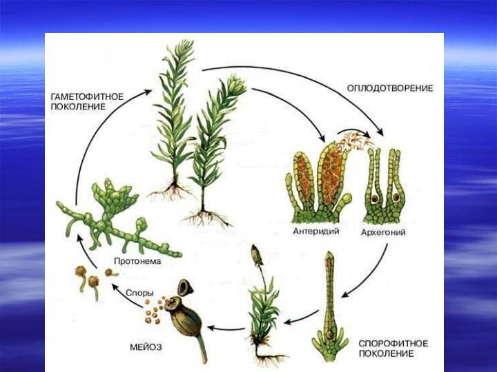 Спора протонема мох папоротник схема
