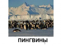 Семейство пингвины