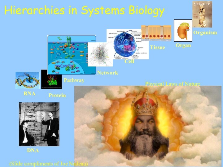 Hierarchies in Systems Biology