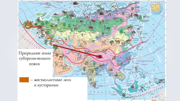 Презентация разнообразие природы евразии география 7 класс