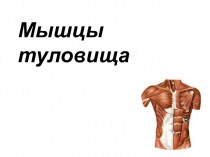 Мышцы груди и живота
