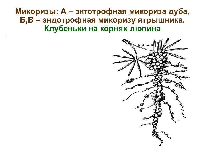 Клубеньки. Микориза и клубеньки. Азотфиксирующие клубеньки. Эктотрофная и эндотрофная микориза. Микориза и клубеньки на корнях.