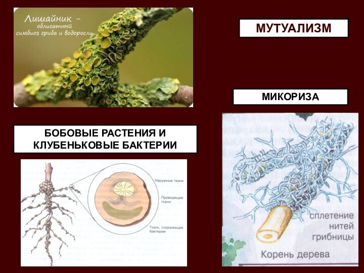 Клубеньковые бактерии значение. Клубеньковые бактерии и бобовые растения. Мутуализм лишайники. Арбускулярная микориза. Бобовые растения и клубеньковые бактерии Тип взаимоотношений.