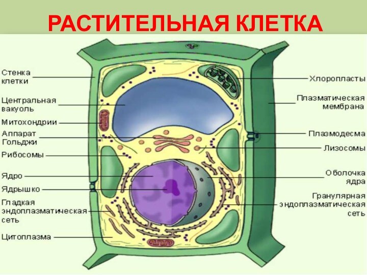 Растительная клетка презентация