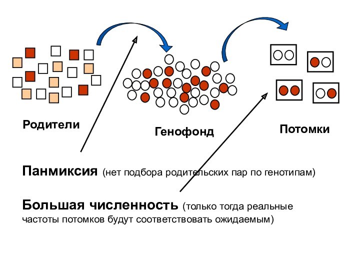 Пару примеров. Генетика популяций. Генотип популяции. Подбор родительских пар примеры. Подбор родительских пар селекция примеры.