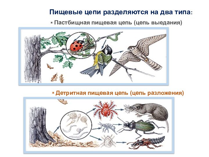 Пастбищная цепь питания. Цепь выедания или пастбищная цепь. Детритная пищевая цепь. Цепь разложения детритная.