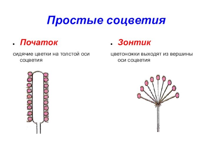 Примеры соцветия початок простой. Простые соцветия. Соцветие головка схема. Соцветие початок. Простые соцветия початок.