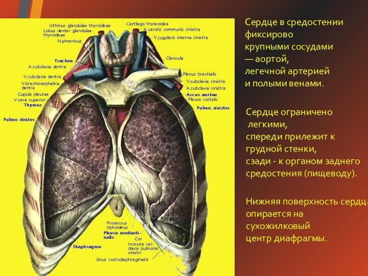 Давление в диафрагме