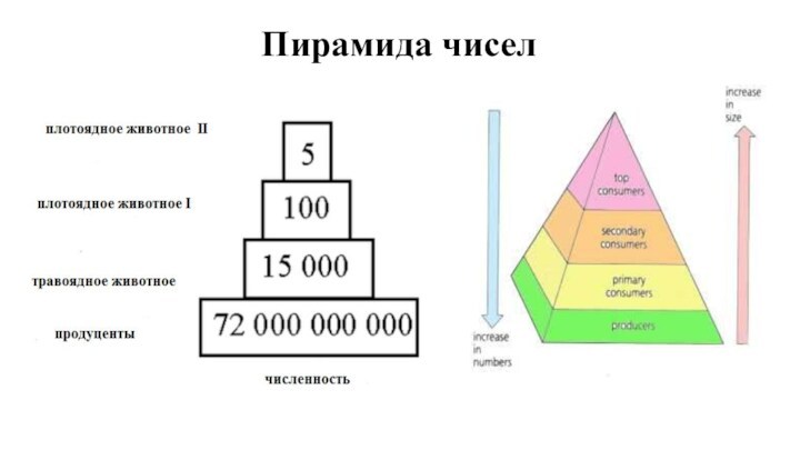 Согласно правилу пирамиды чисел. Экологическая пирамида. Экологические пирамиды чисел биомассы энергии. Пирамида чисел. Пирамида чисел экология.
